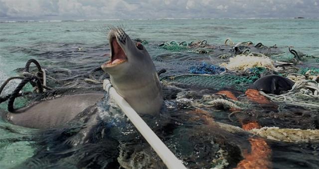南极洲球员在国际友谊赛中斩获佳绩